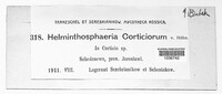 Helminthosphaeria corticiorum image